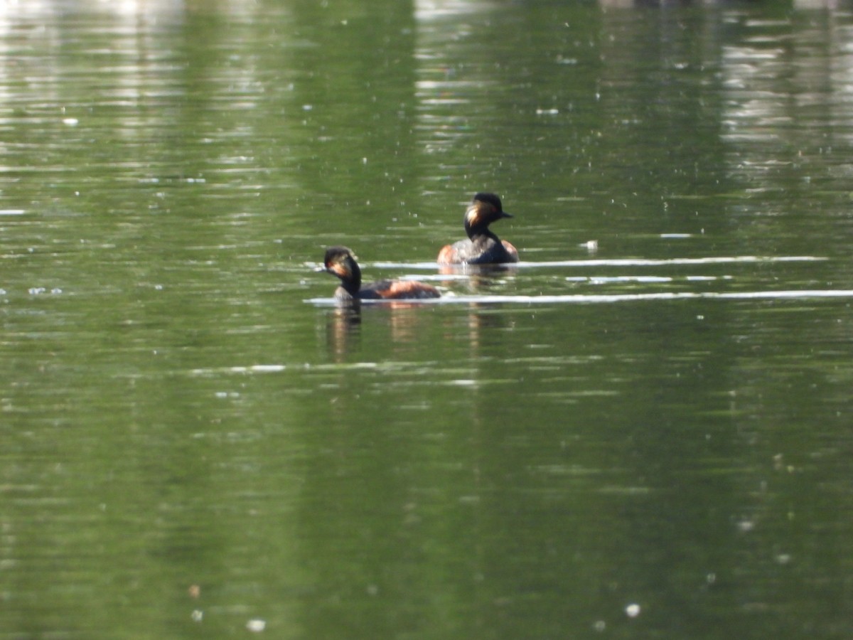 Eared Grebe - Petr Kašpar