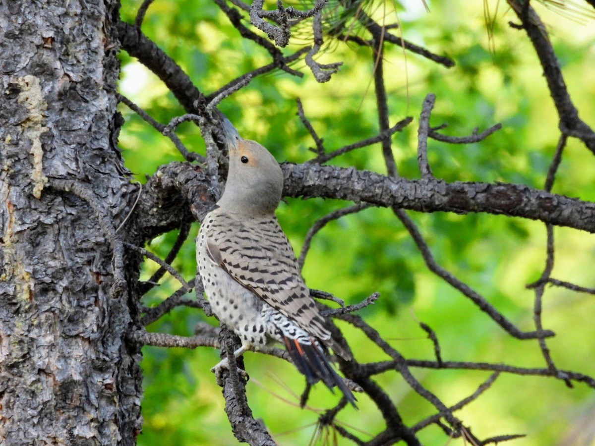 Northern Flicker (Red-shafted) - patricia kuzma sell