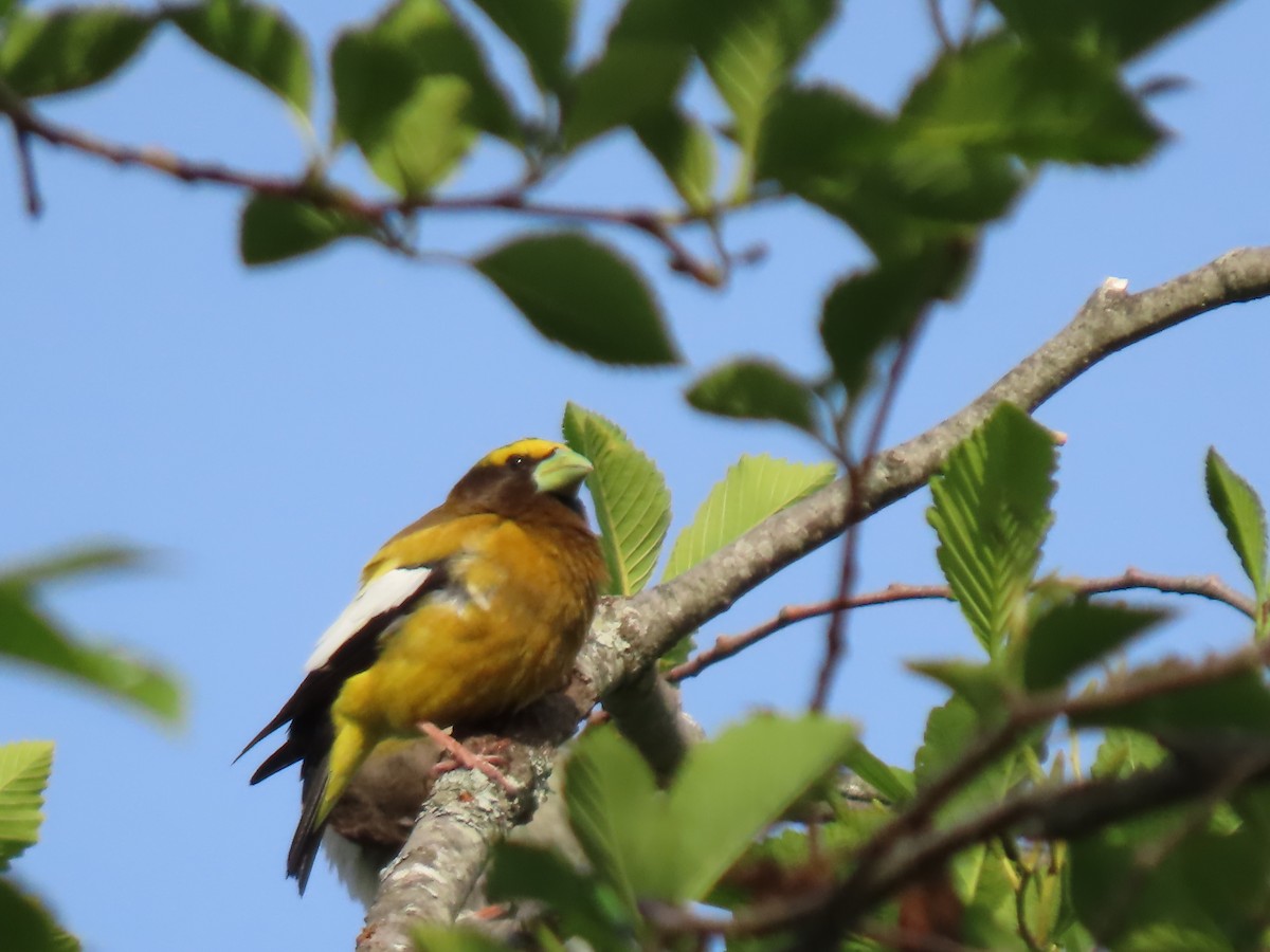 Evening Grosbeak - George Gerdts