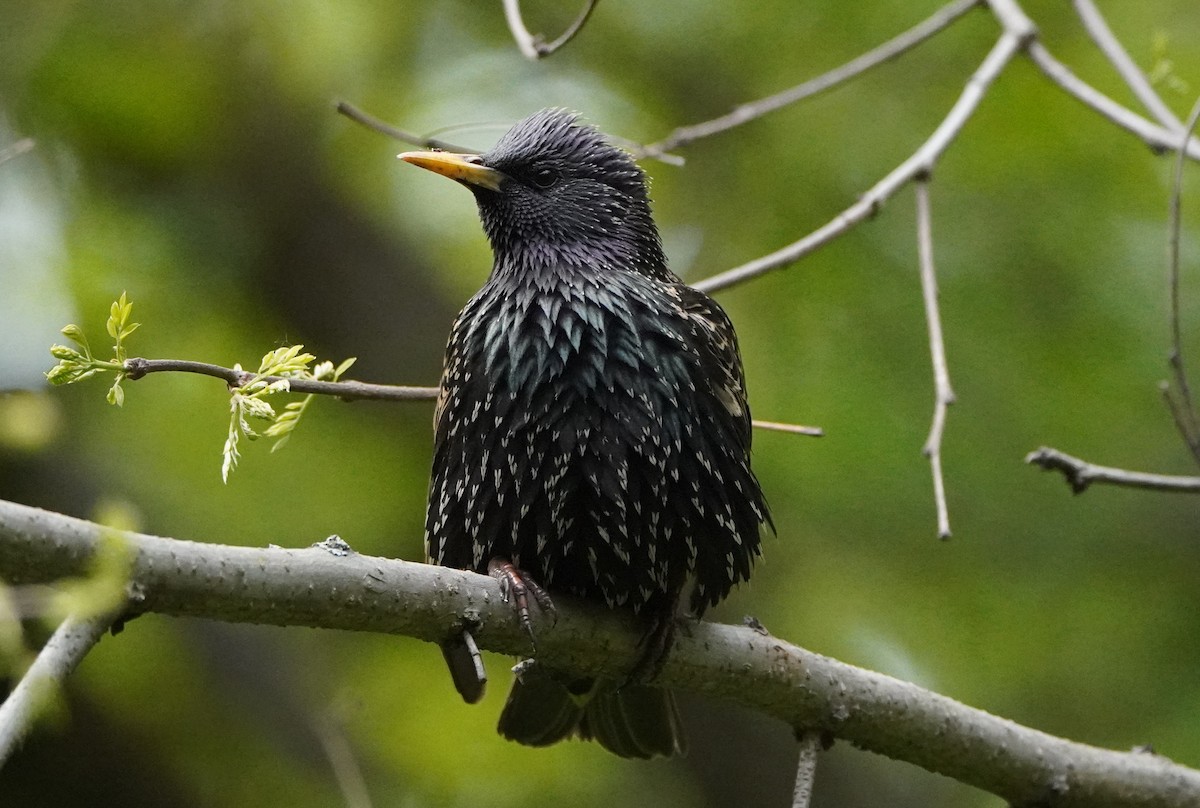 European Starling - ML619354712