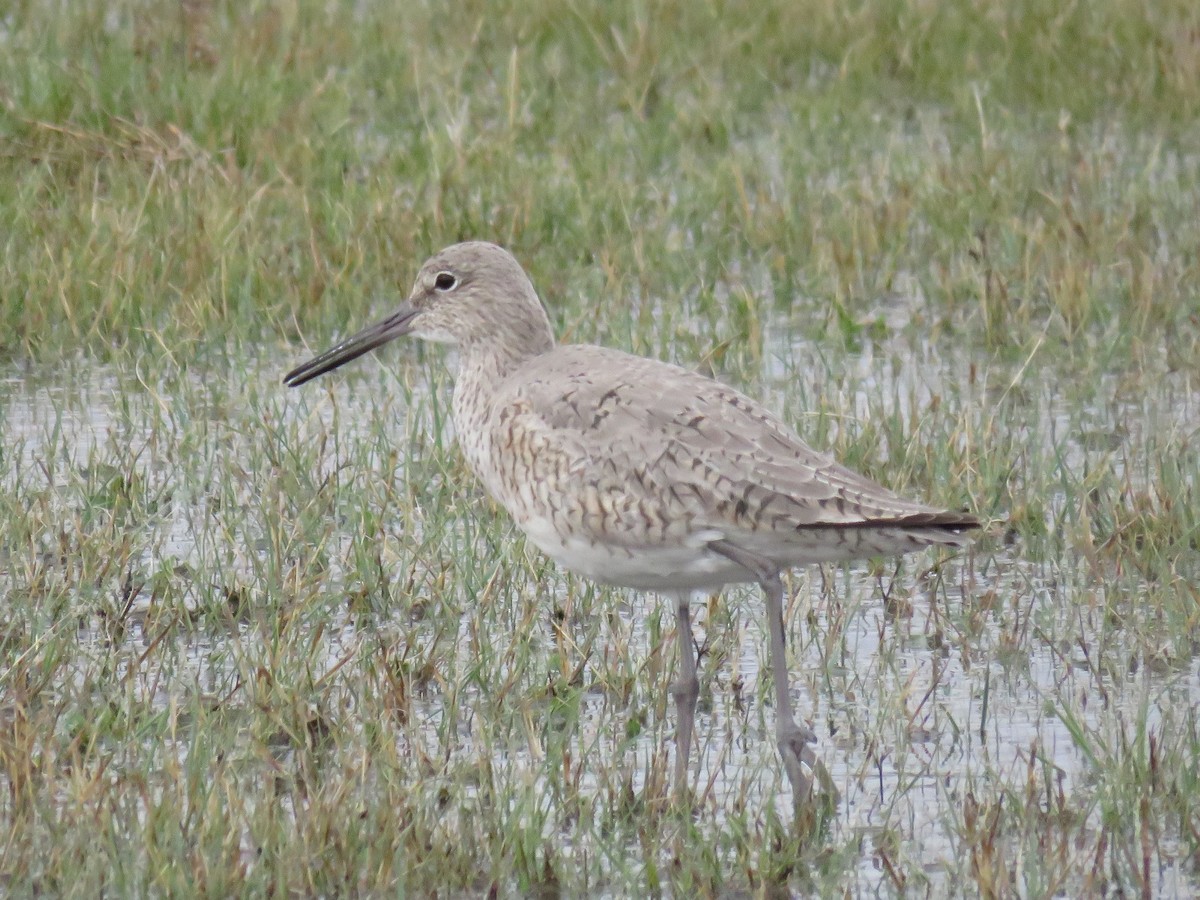 Willet - Jeff Mander