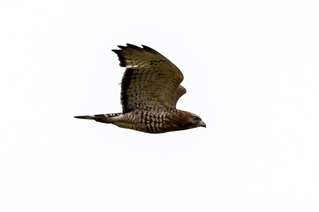 Broad-winged Hawk - Sheri Minardi