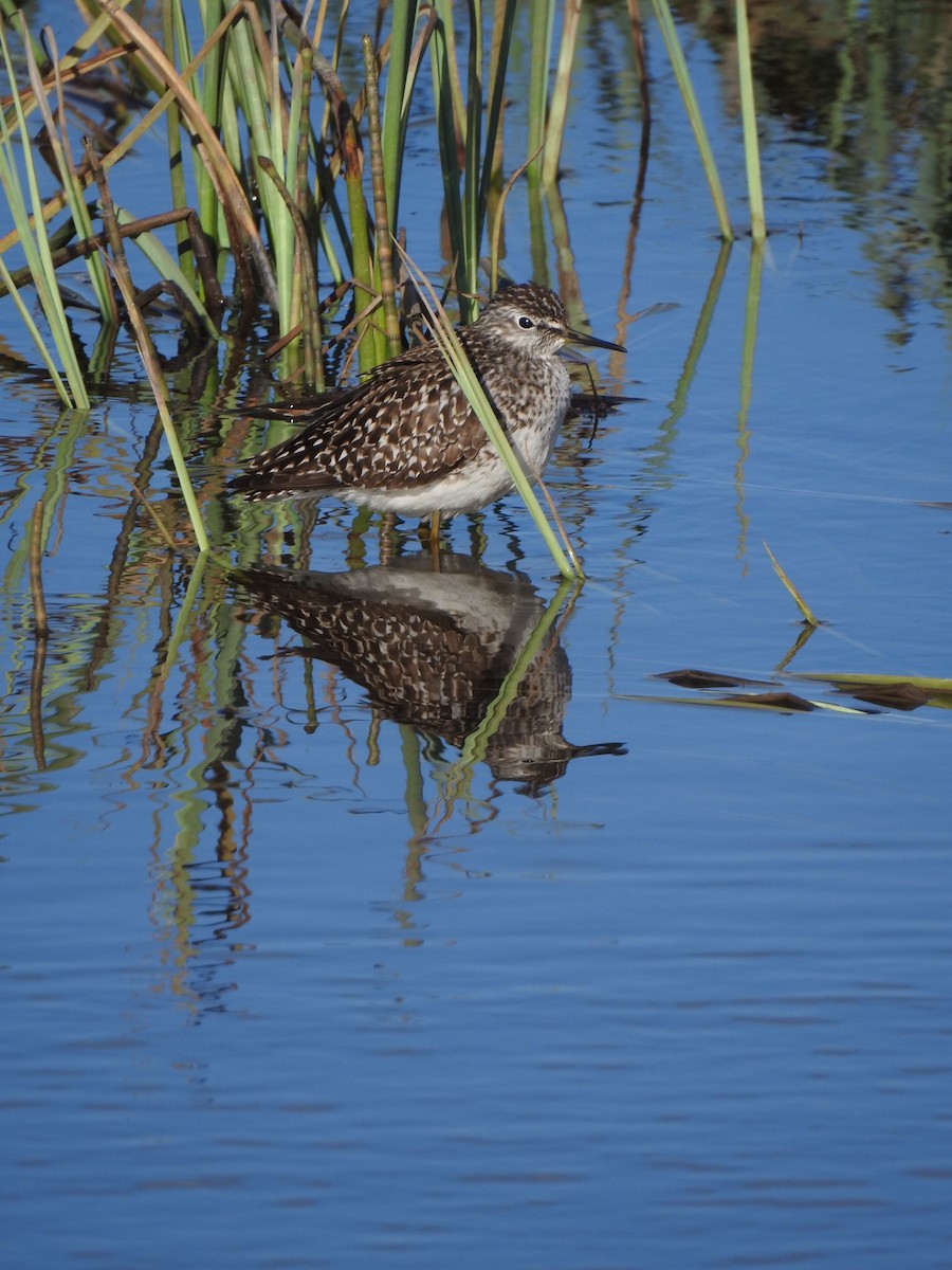 Wood Sandpiper - ML619354743