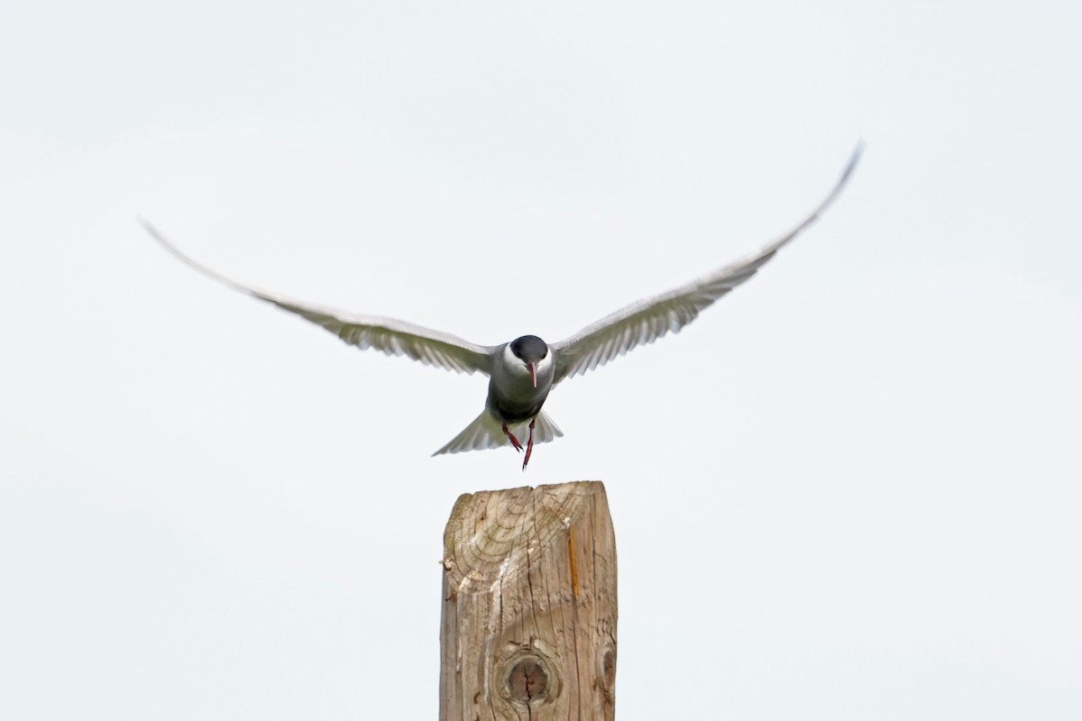 Whiskered Tern - Mira Milovanović