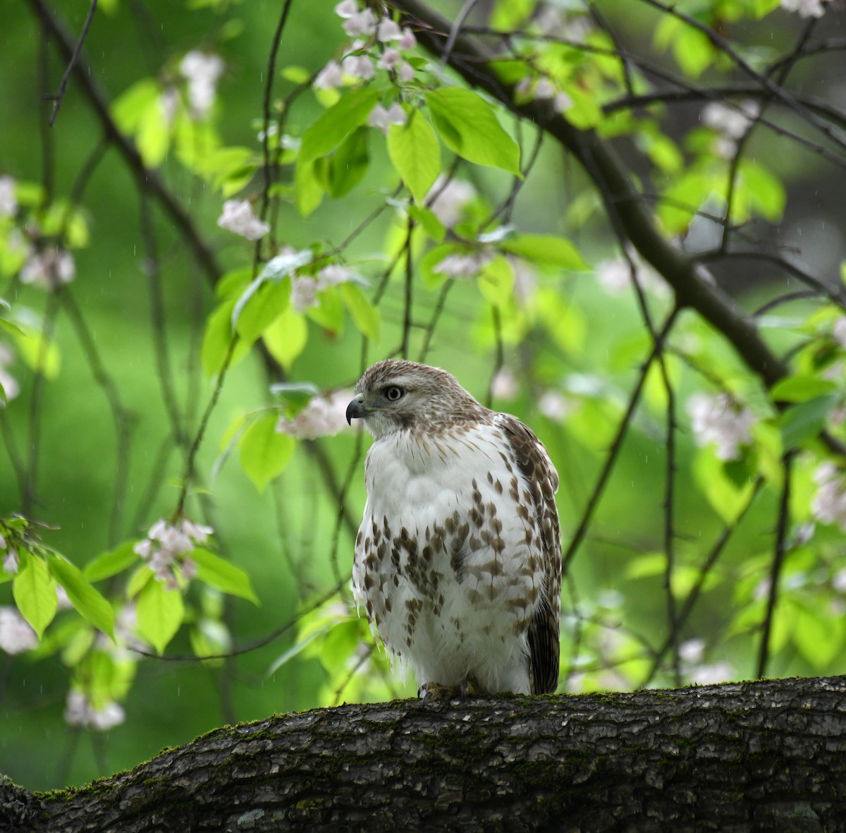 Red-tailed Hawk - Ben Peters