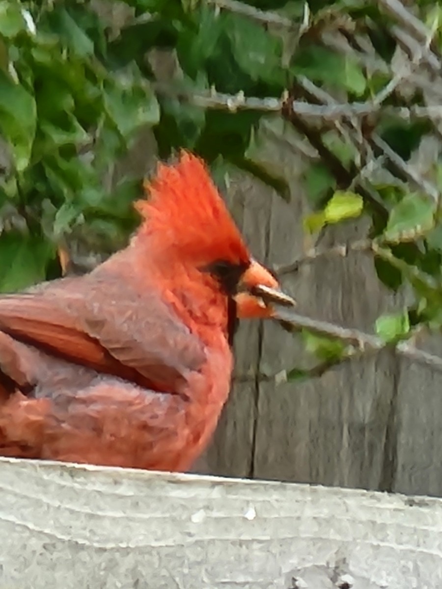 Cardinal rouge - ML619354774
