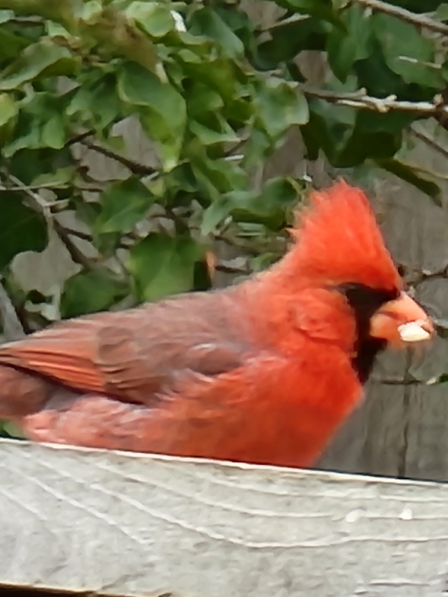 Cardinal rouge - ML619354775