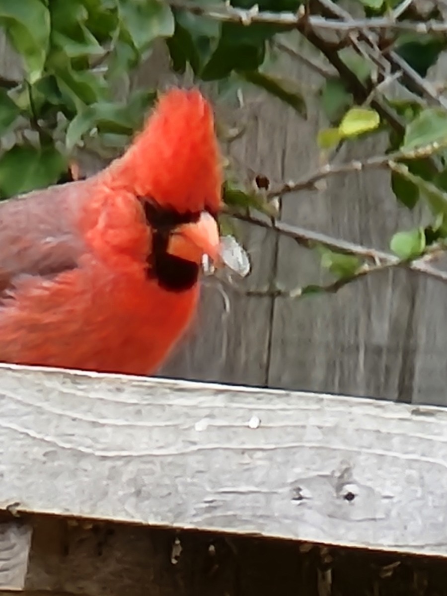 Cardinal rouge - ML619354776