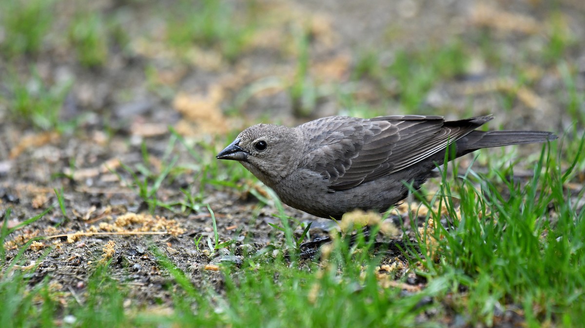 Brown-headed Cowbird - Ben Peters