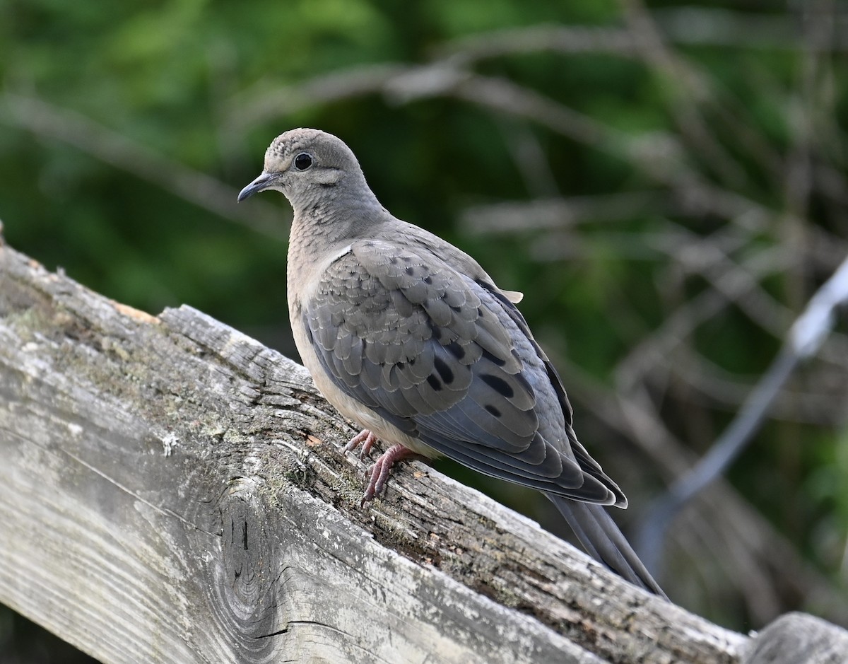 Mourning Dove - Nate Spala
