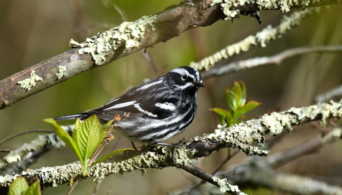 Black-and-white Warbler - Ben Peters