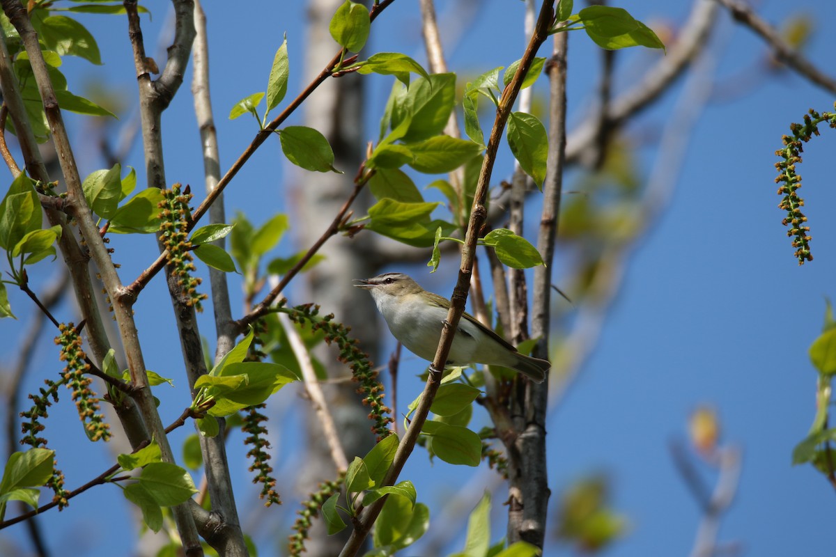 Red-eyed Vireo - ML619354827
