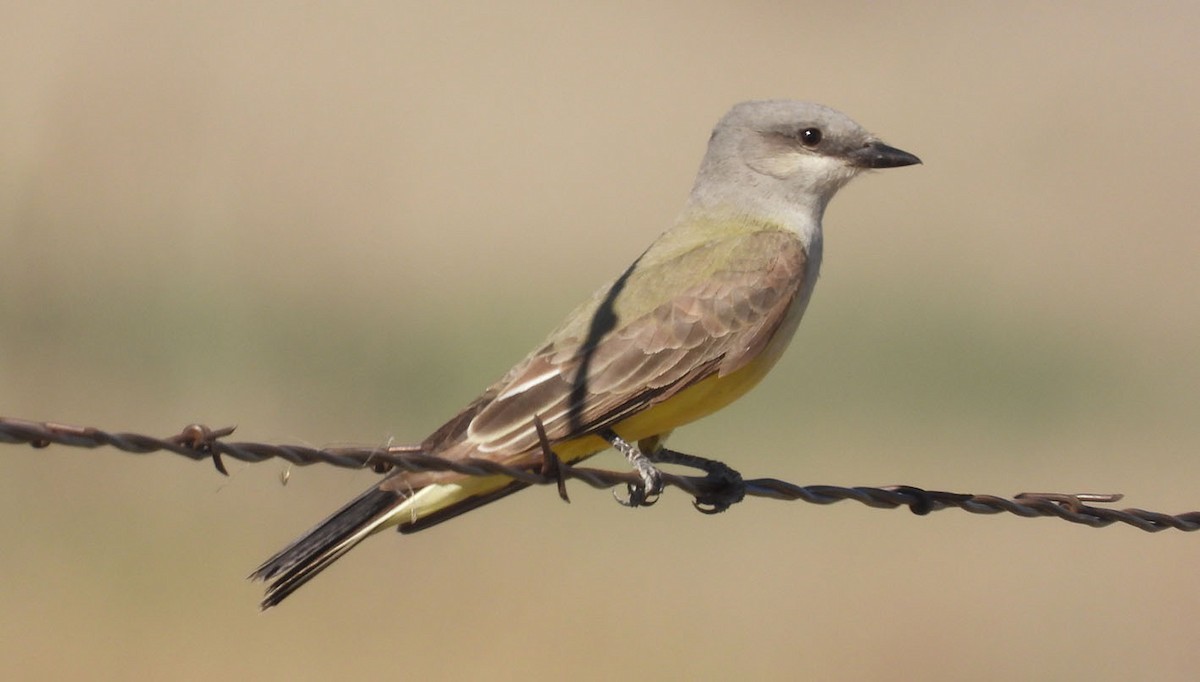 Cassin's/Western Kingbird - Joseph Cepeda