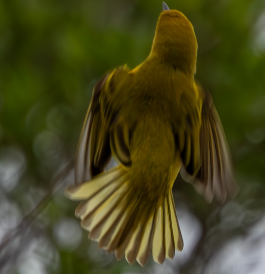 Yellow Warbler - ML619354841