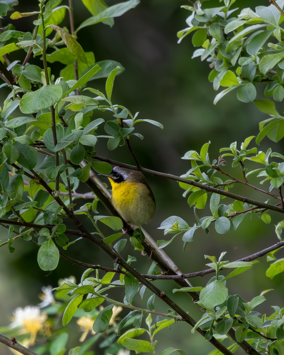 Common Yellowthroat - ML619354843