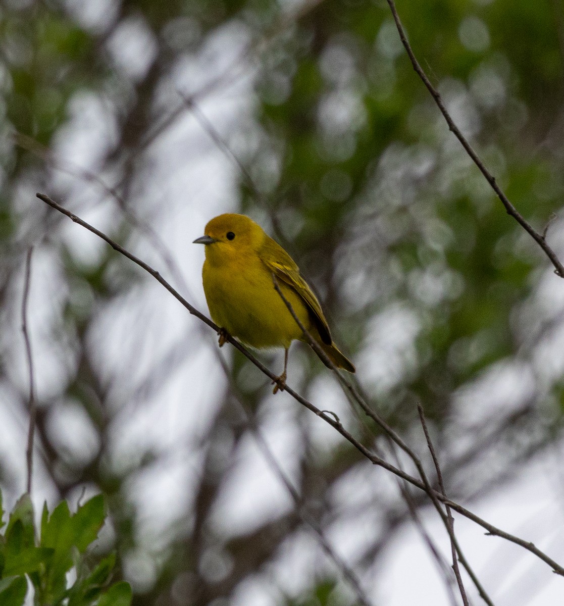 Yellow Warbler - ML619354845