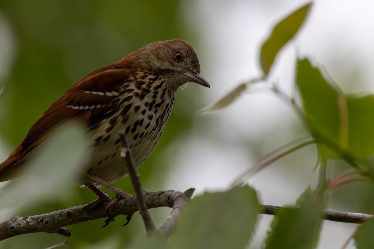 Brown Thrasher - ML619354848