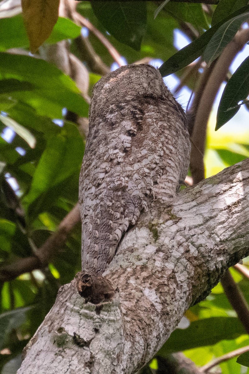 Great Potoo - Gerhard Josef Bauer