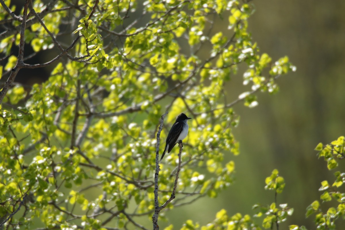 Eastern Kingbird - ML619354860