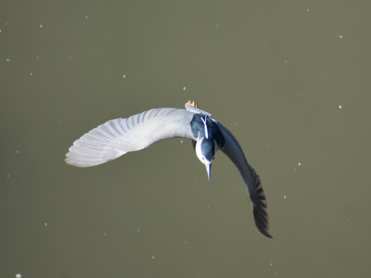 Black-crowned Night Heron - ML619354881