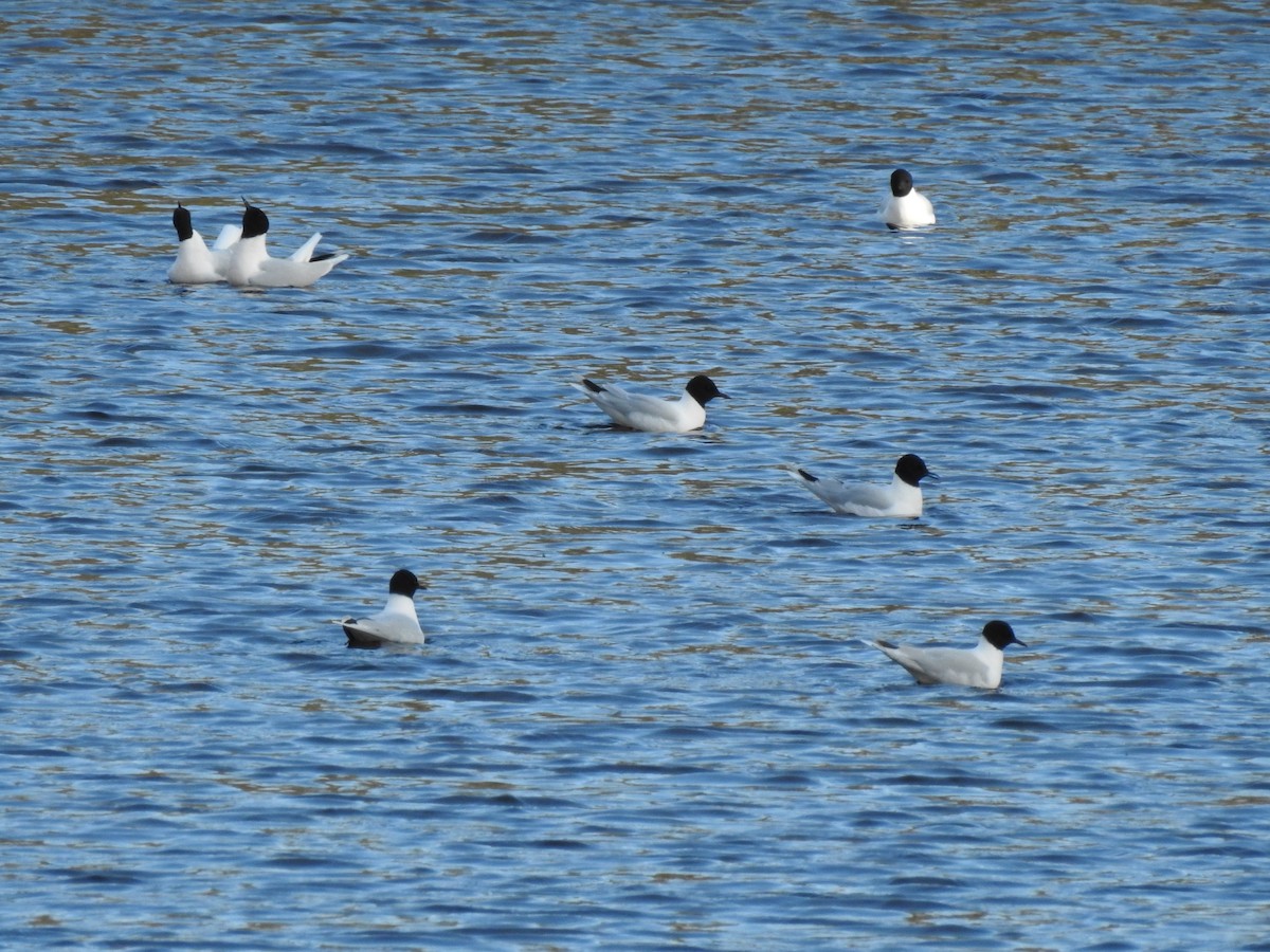 Little Gull - ML619354894