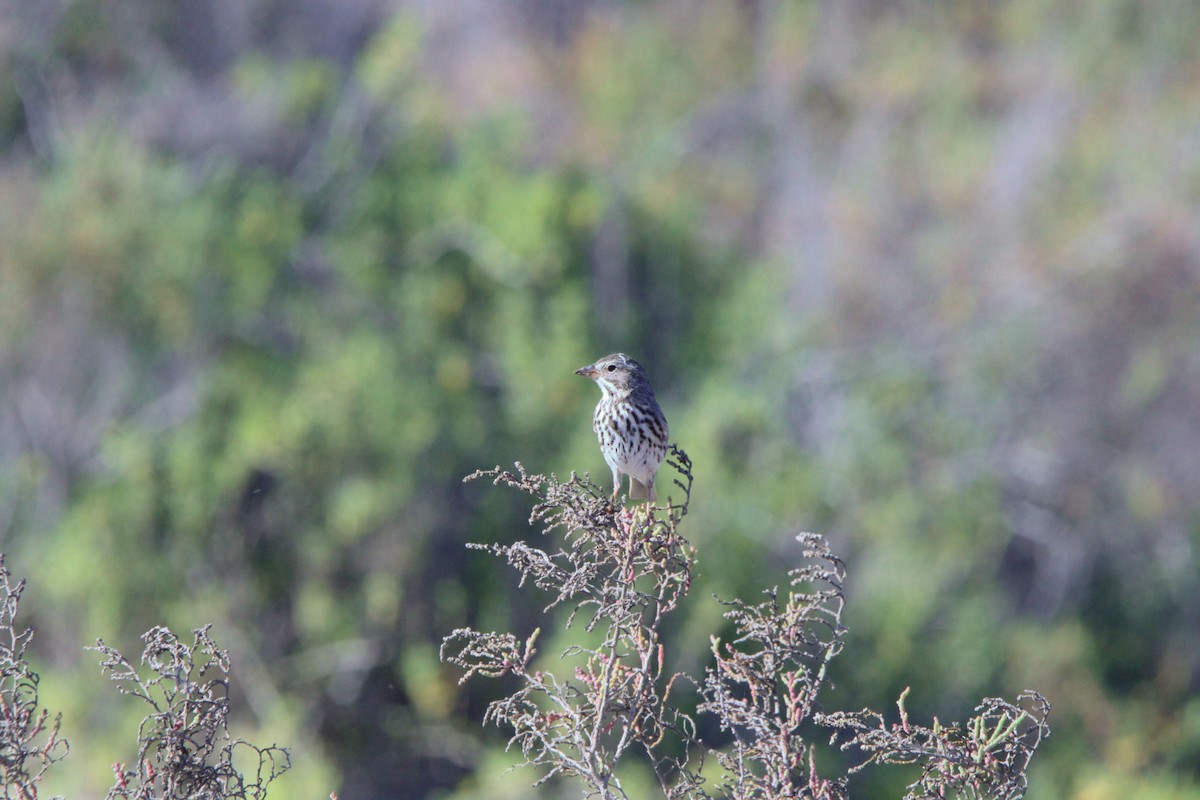 Song Sparrow - Alexandra Edwards