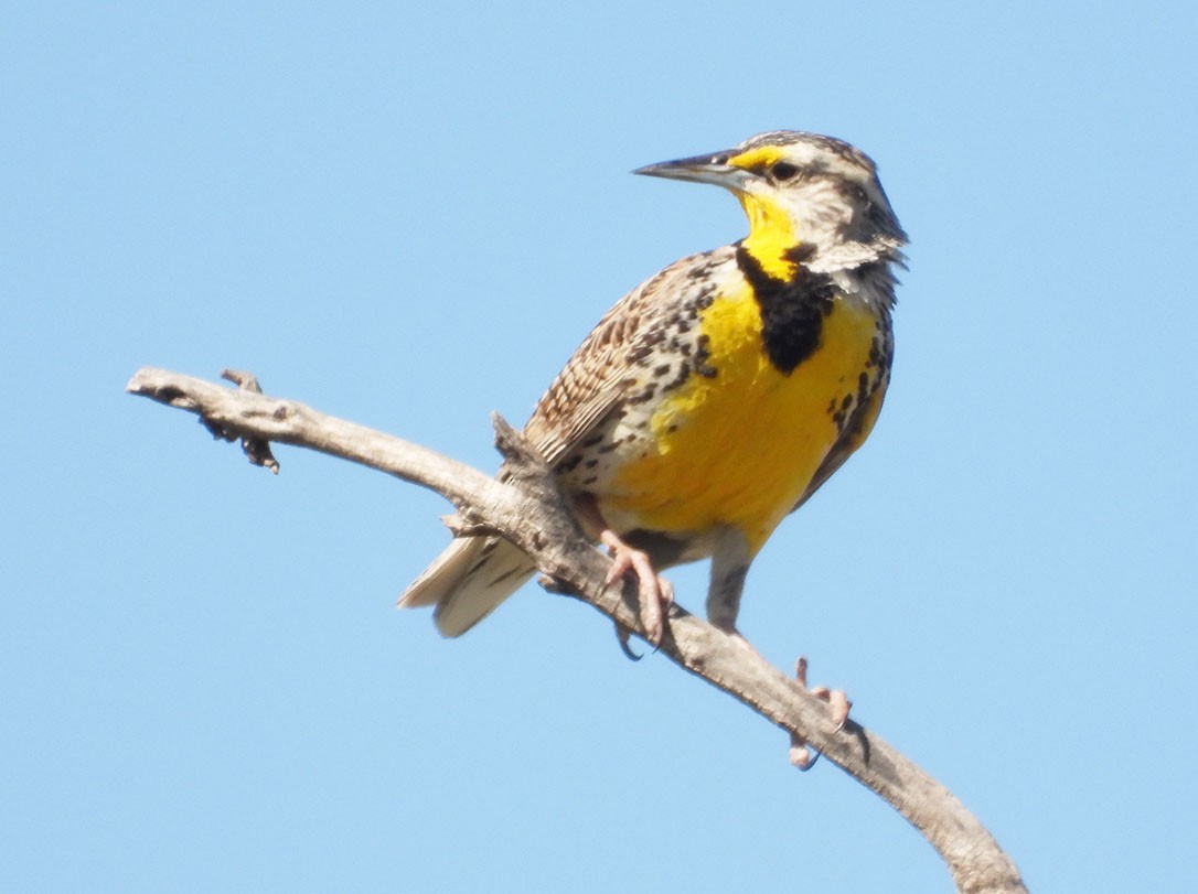 Western/Eastern Meadowlark - ML619354913