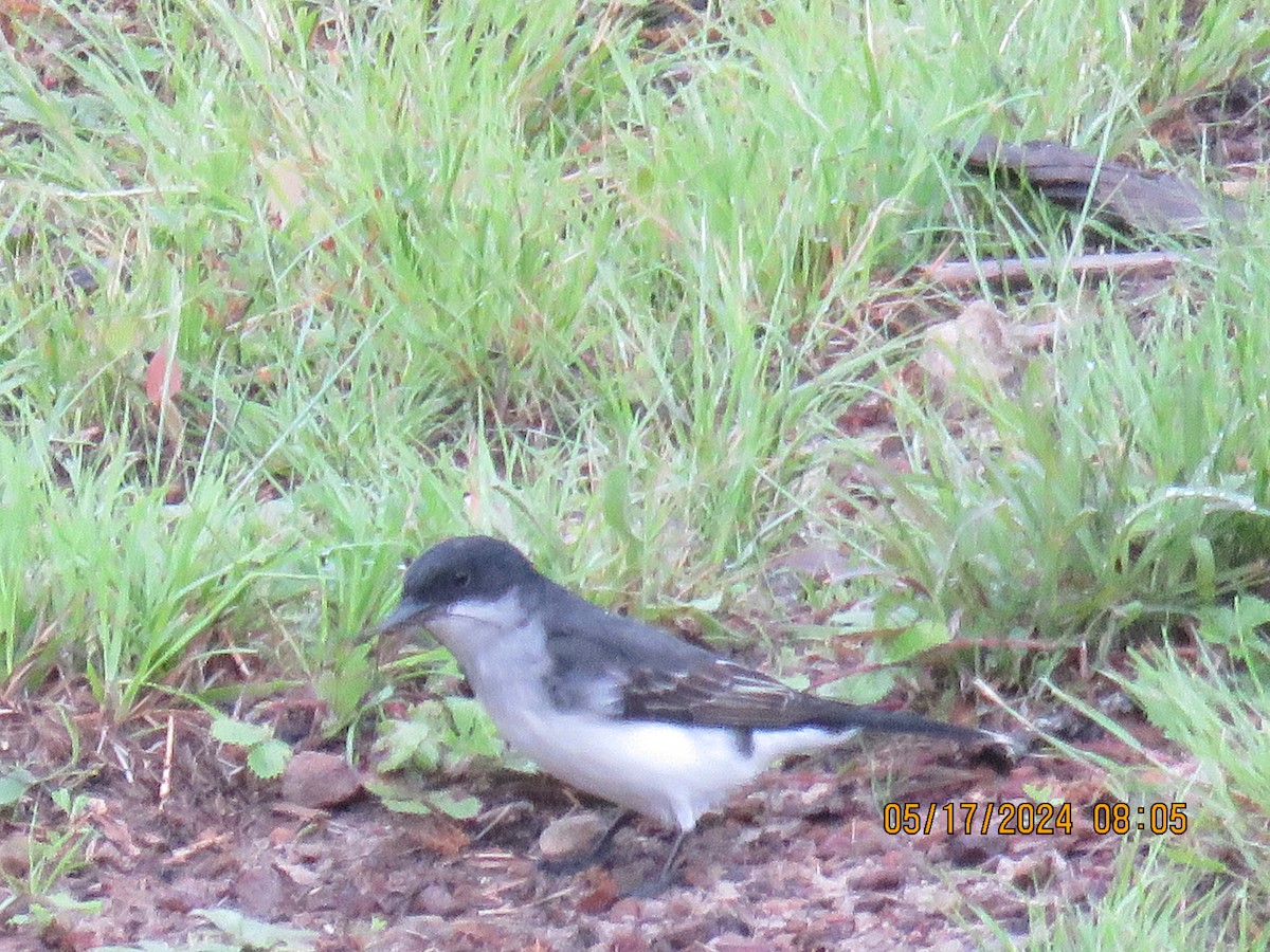 Eastern Kingbird - jack paul