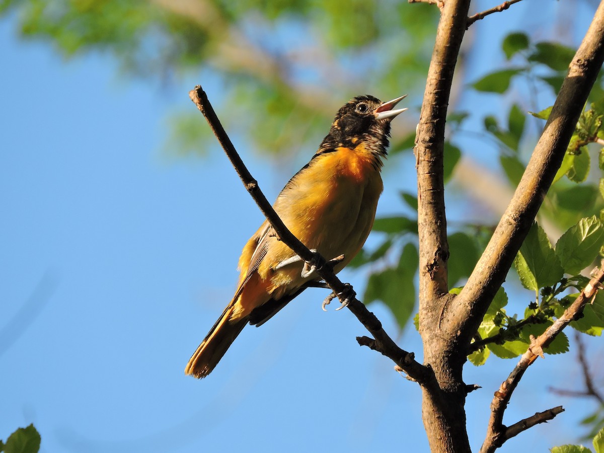 Baltimore Oriole - Mike Norton