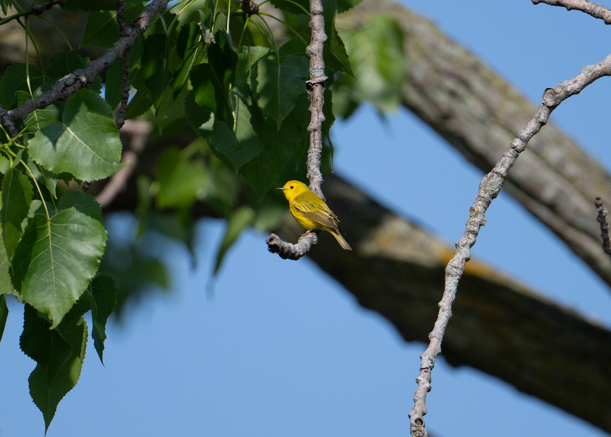 Yellow Warbler - ML619354925