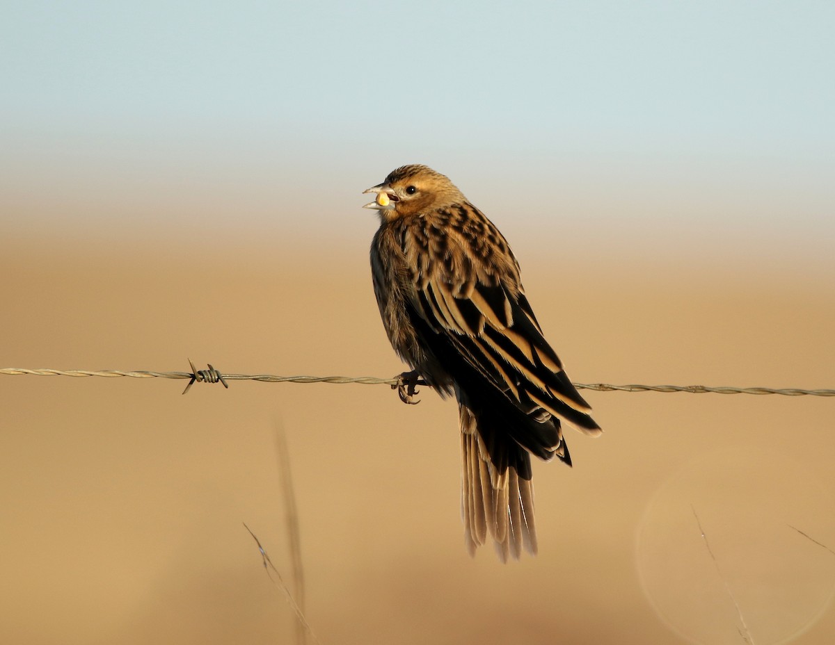 Long-tailed Widowbird - Paul Lenrumé