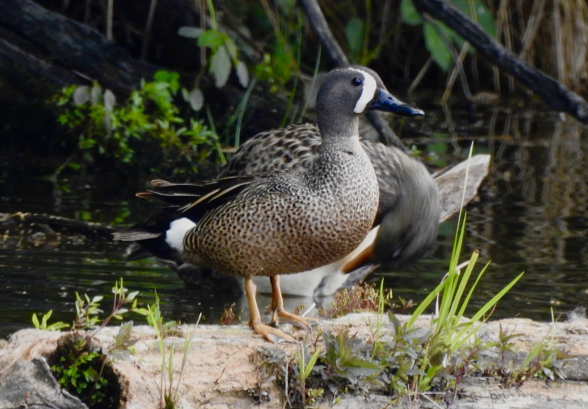 Blue-winged Teal - Bart Valentine