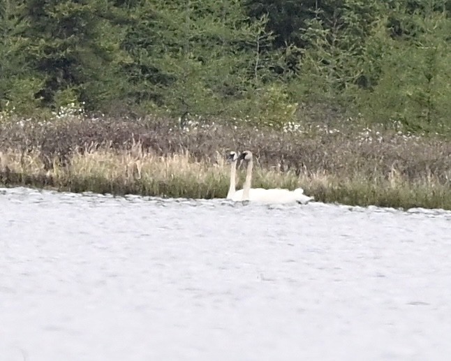 Trumpeter Swan - Joe Wujcik