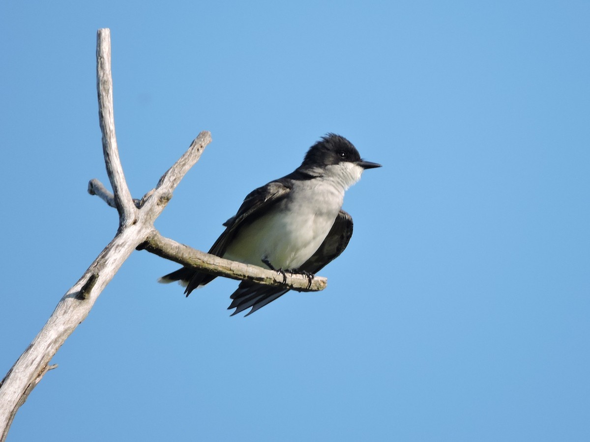 Eastern Kingbird - Mike Norton