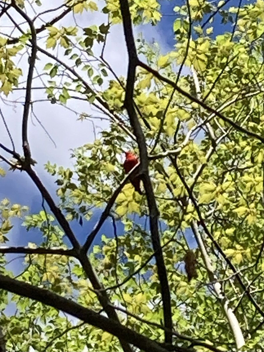 Scarlet Tanager - Val A