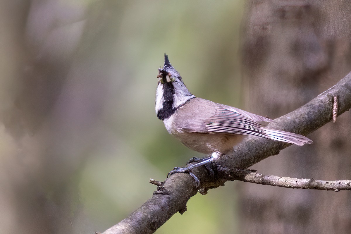 Crested Tit - Martine Stolk