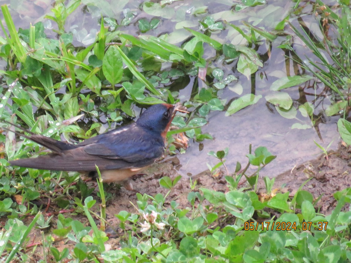 Barn Swallow - jack paul