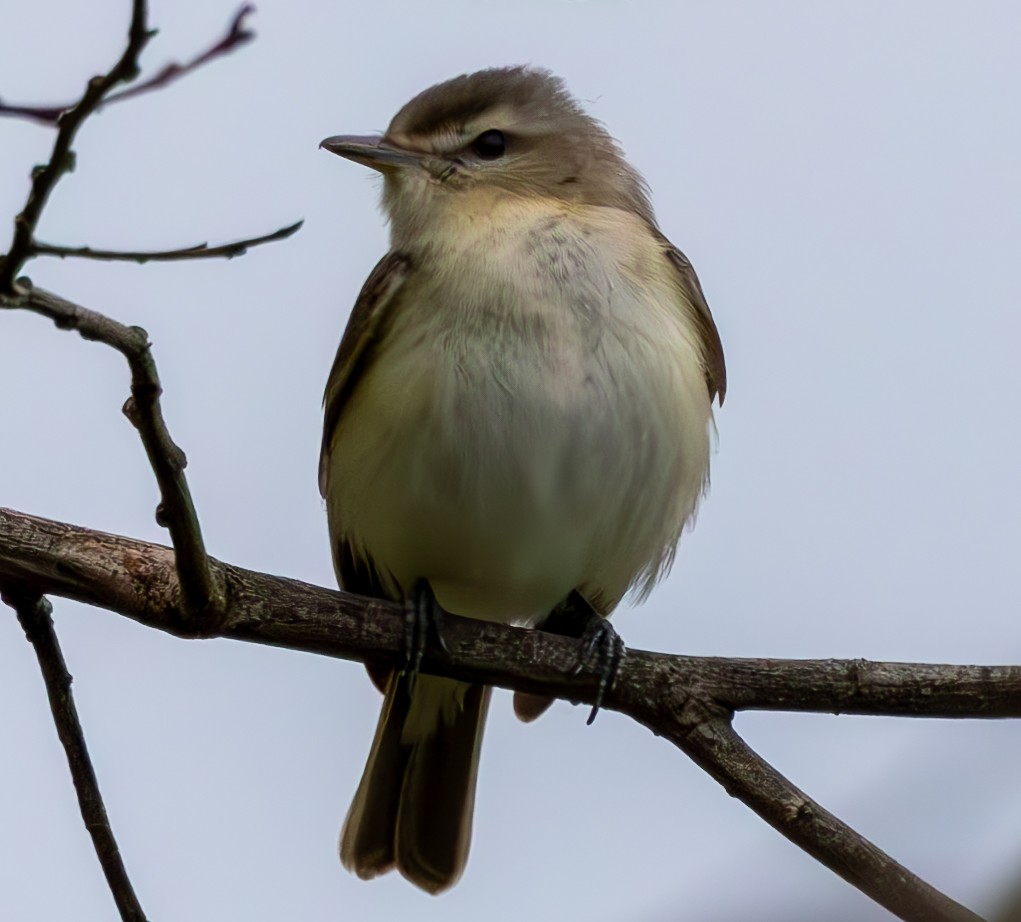 Ötücü Vireo - ML619355005