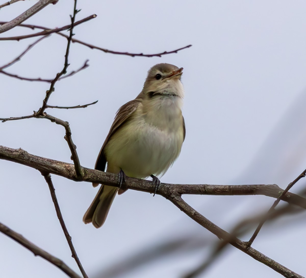 Warbling Vireo - ML619355006