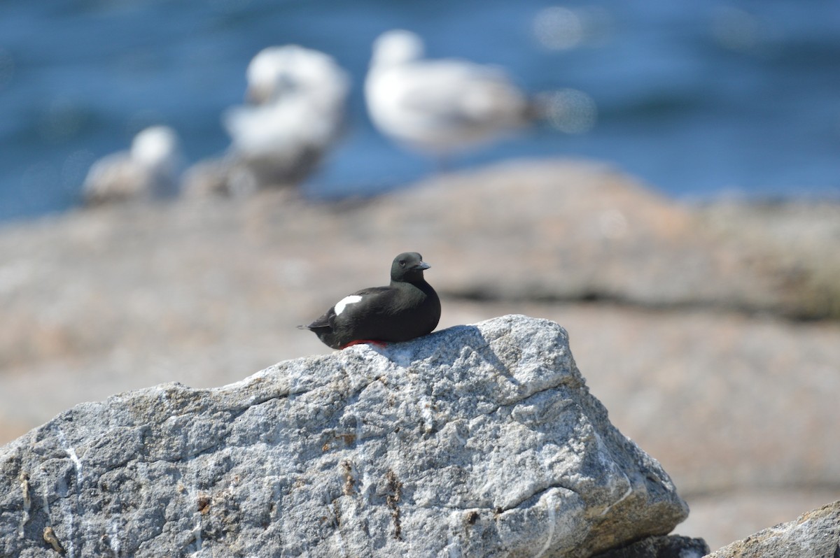 Black Guillemot (grylle Group) - ML61935501