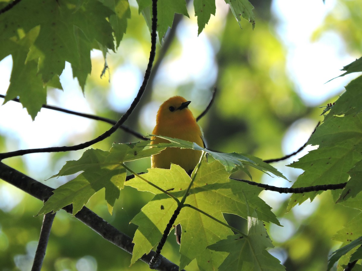 Prothonotary Warbler - Mike Norton