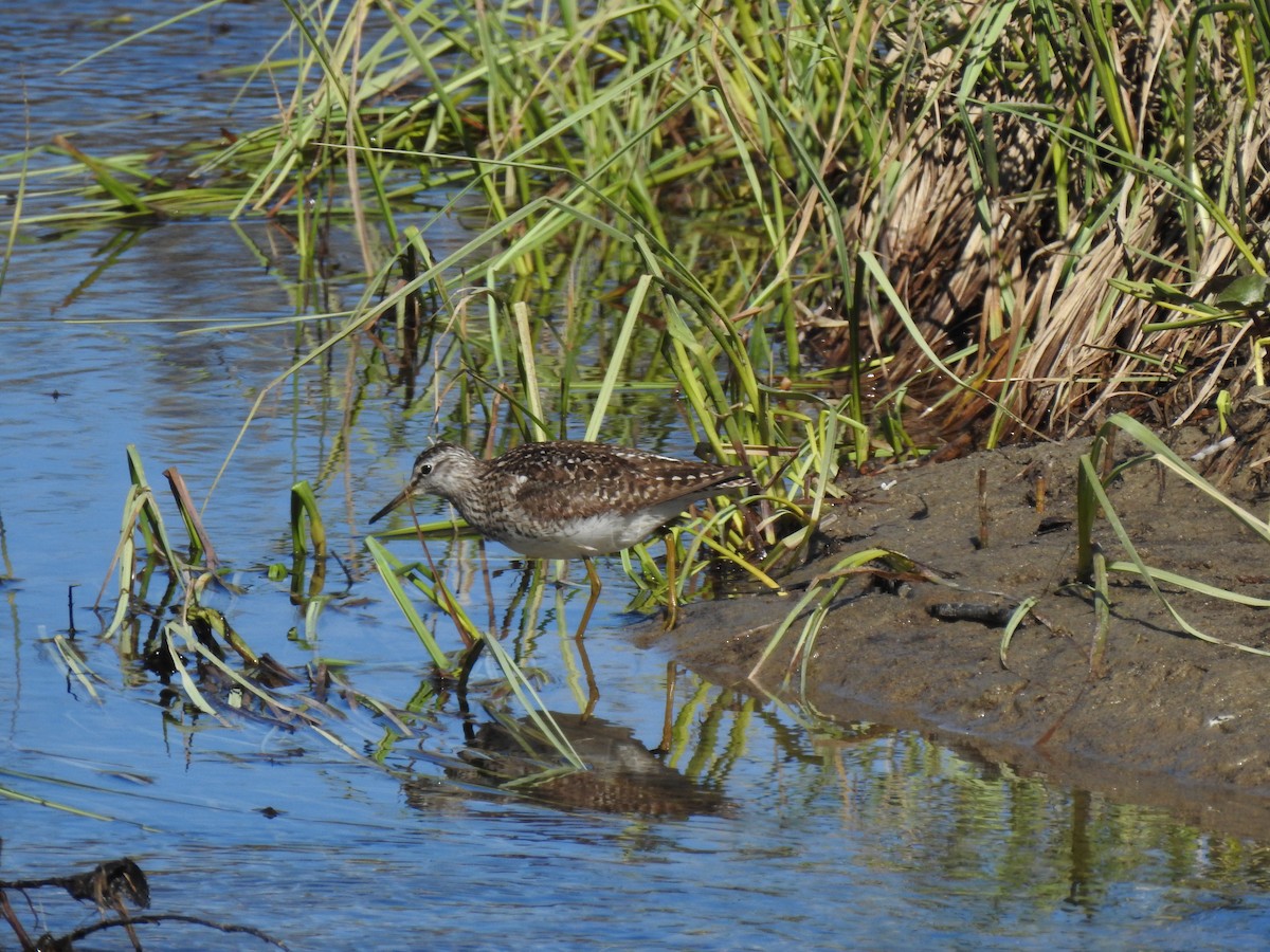 Wood Sandpiper - Nina Dehnhard