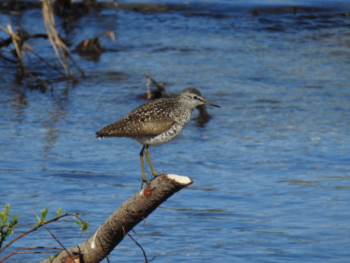 Wood Sandpiper - Nina Dehnhard