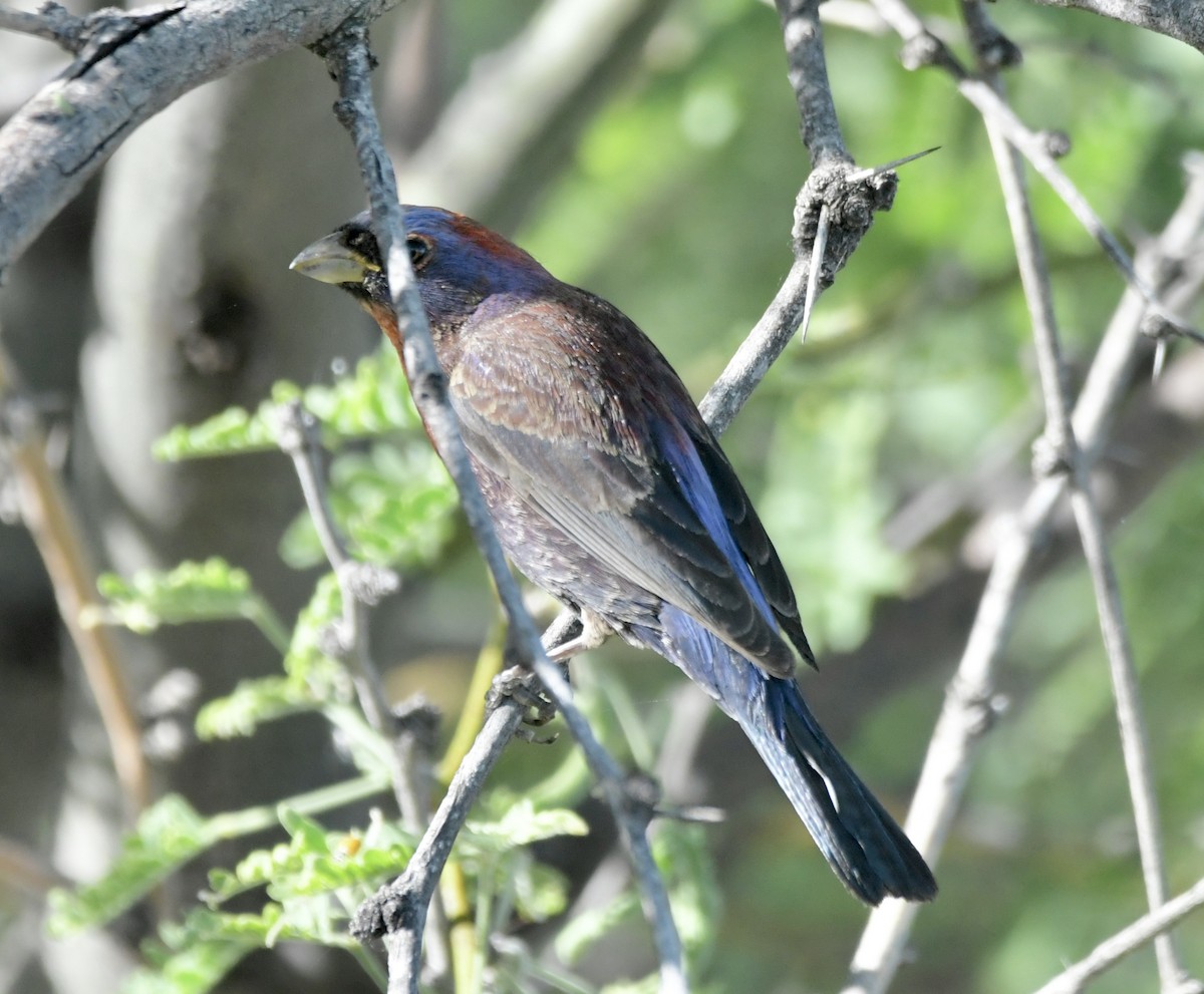 Varied Bunting - Bob Fields