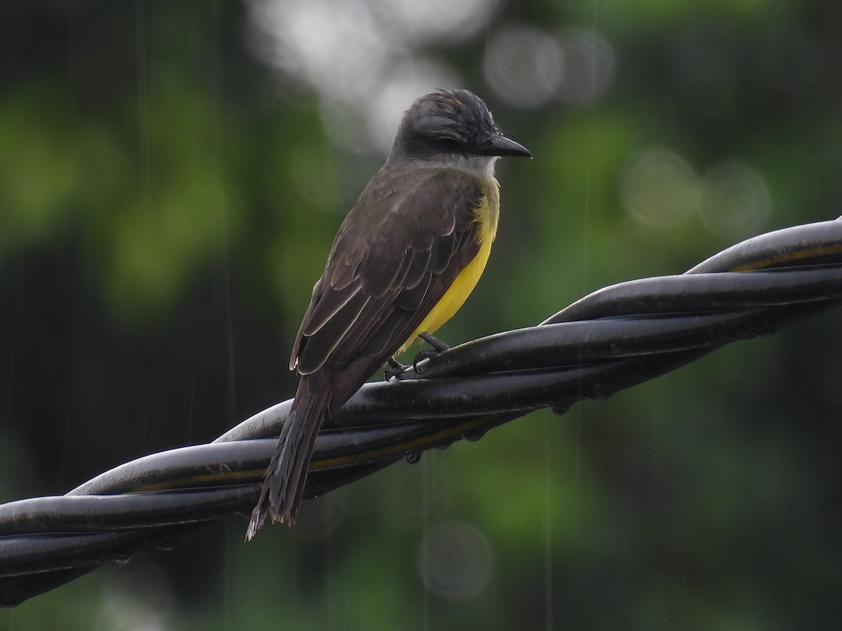Tropical Kingbird - Tanya Rubi Villalba