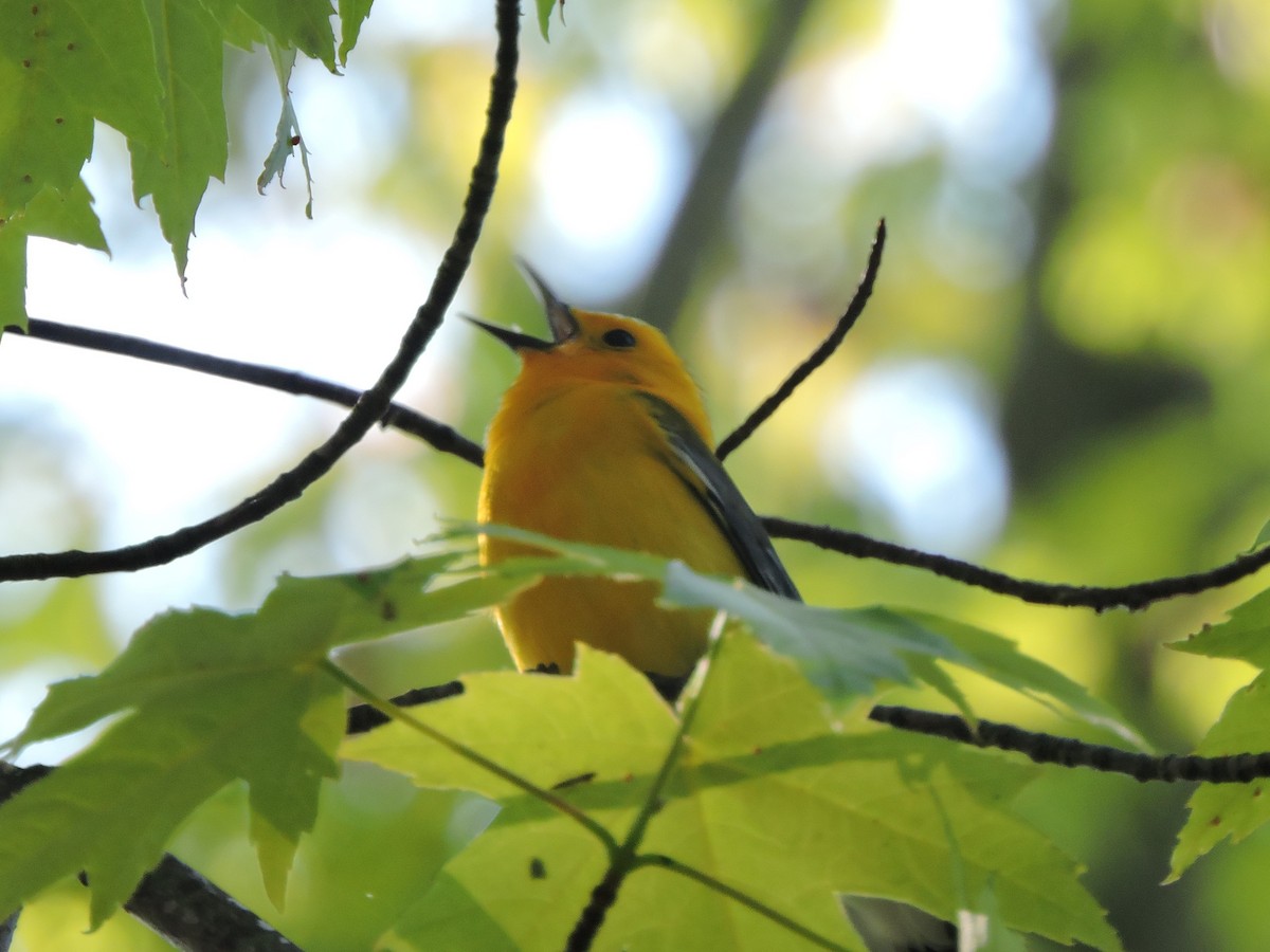 Prothonotary Warbler - Mike Norton