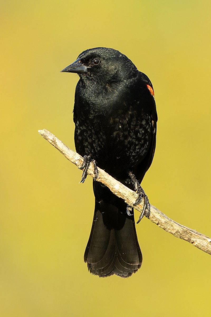 Red-winged Blackbird - Kyle Blaney