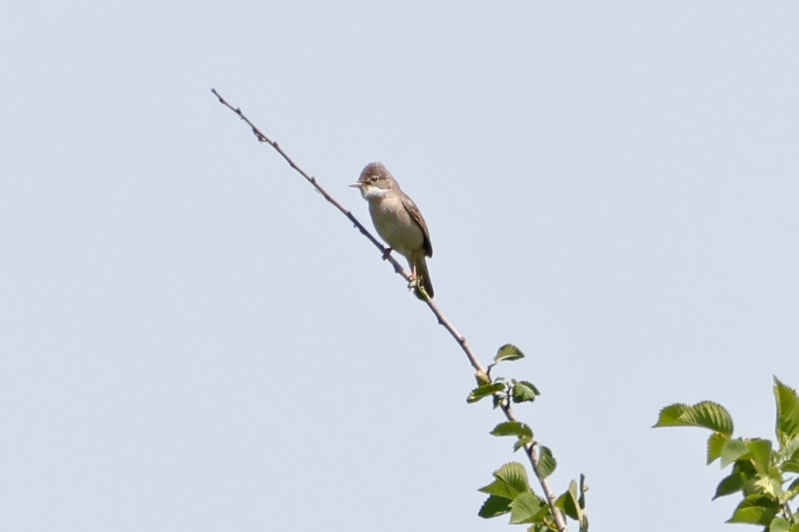 Greater Whitethroat - ML619355036