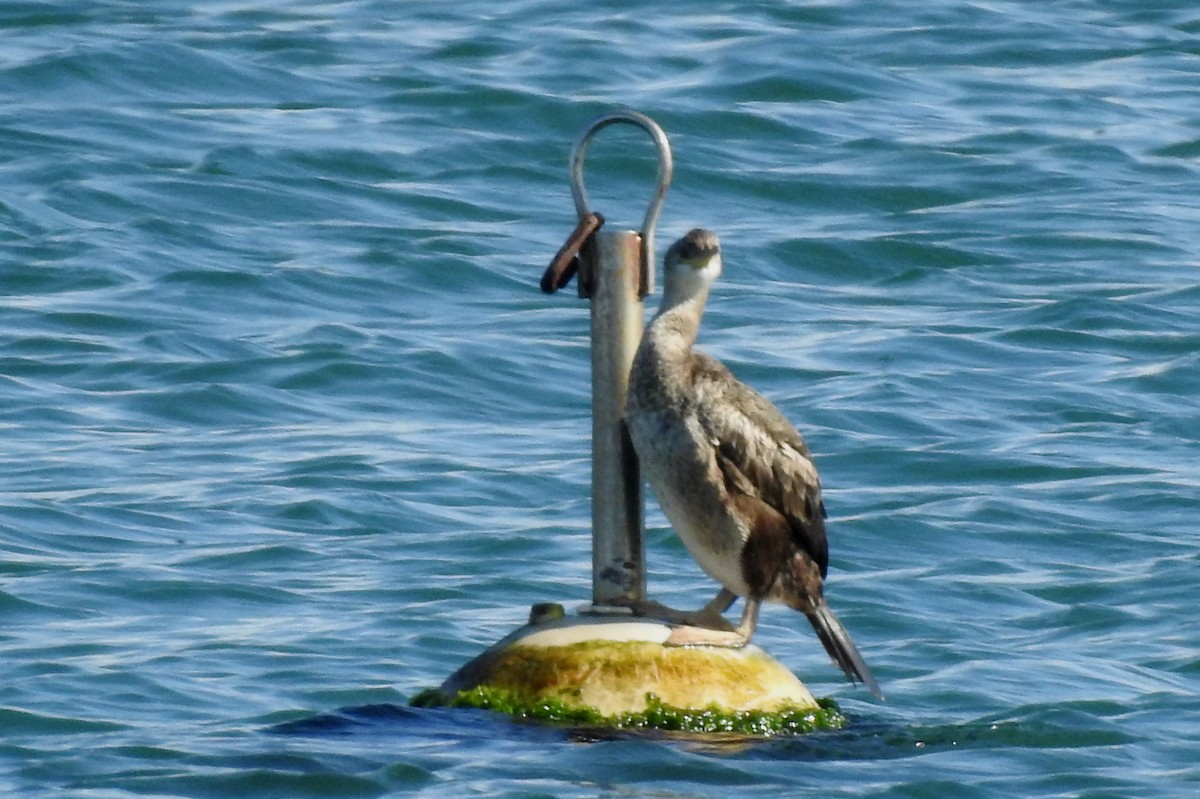 European Shag - Pedro Moreira