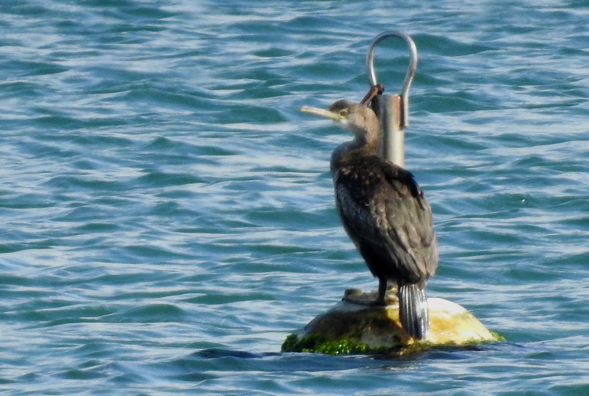 European Shag - Pedro Moreira